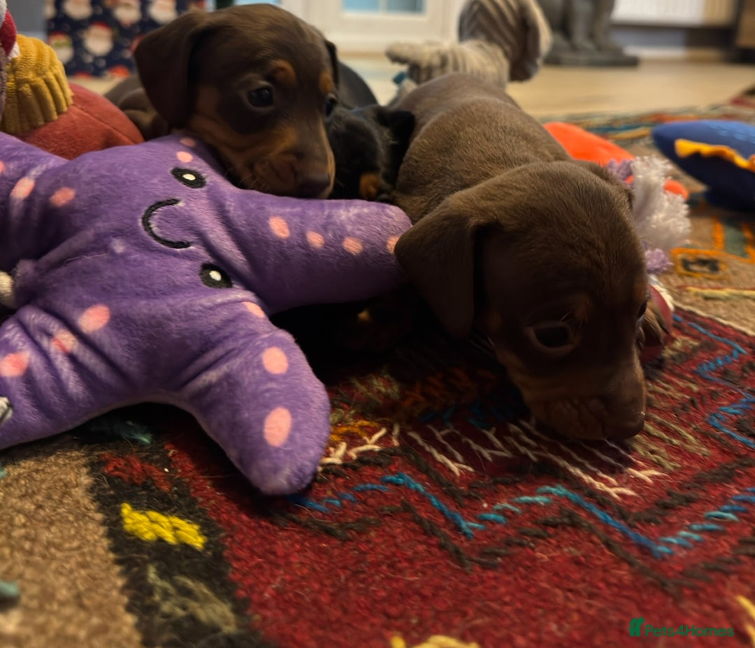 Miniature Dachshund dogs for sale: 5 Gorgeous Miniature Dachshund Puppy Ready Now 🐾 - Image 6