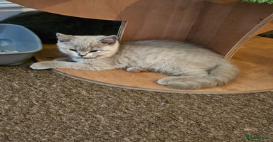 British Shorthair cats - Advert 2