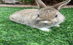 Netherland Dwarf rabbits for sale: Pure Netherland Dwarf  - Image 6
