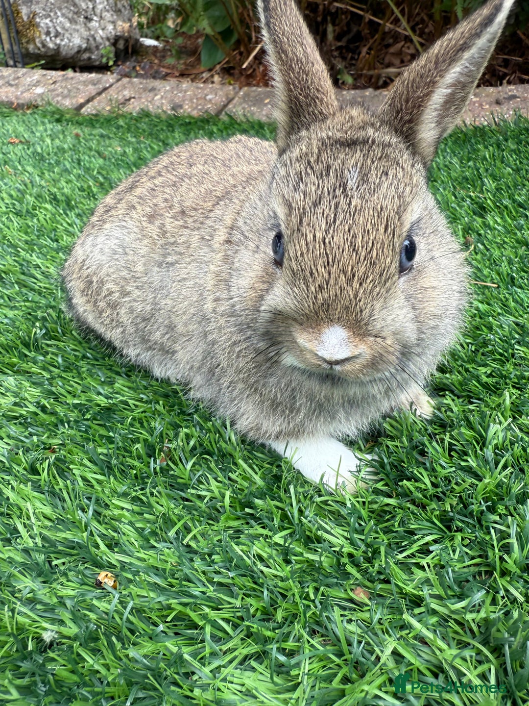 Netherland Dwarf rabbits for sale: Pure Netherland Dwarf  - Image 6