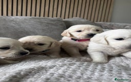 Golden Retriever dogs for sale: Golden puppies  - Image 5