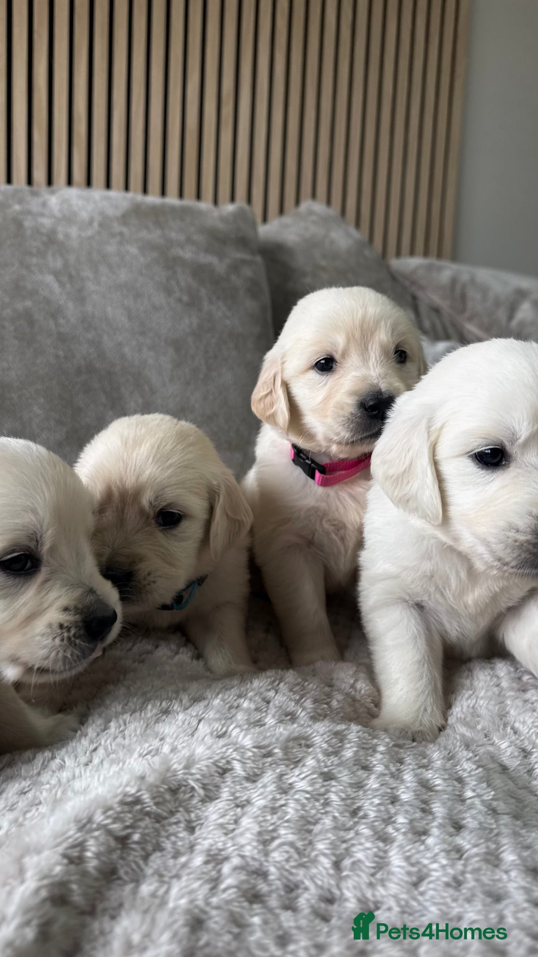 Golden Retriever dogs for sale: Golden puppies  - Image 5