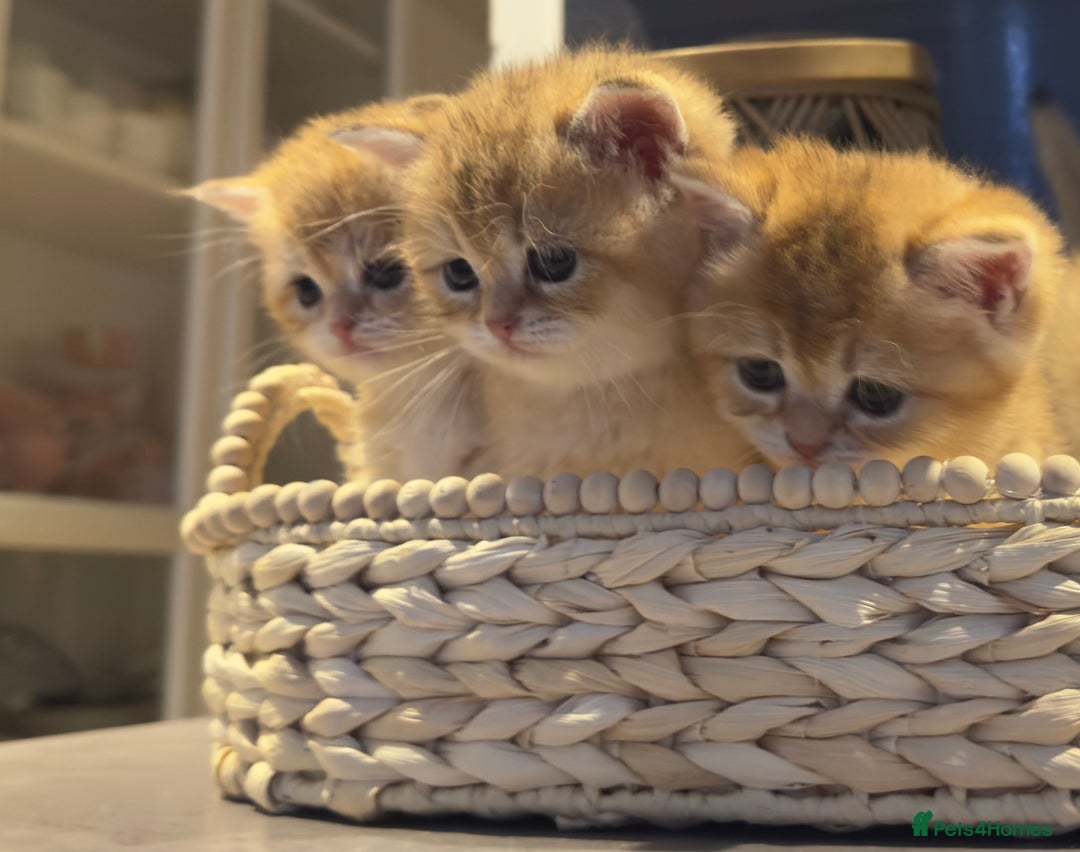 British Shorthair cats for sale: Top Quality golden BSH babies  - Image 4