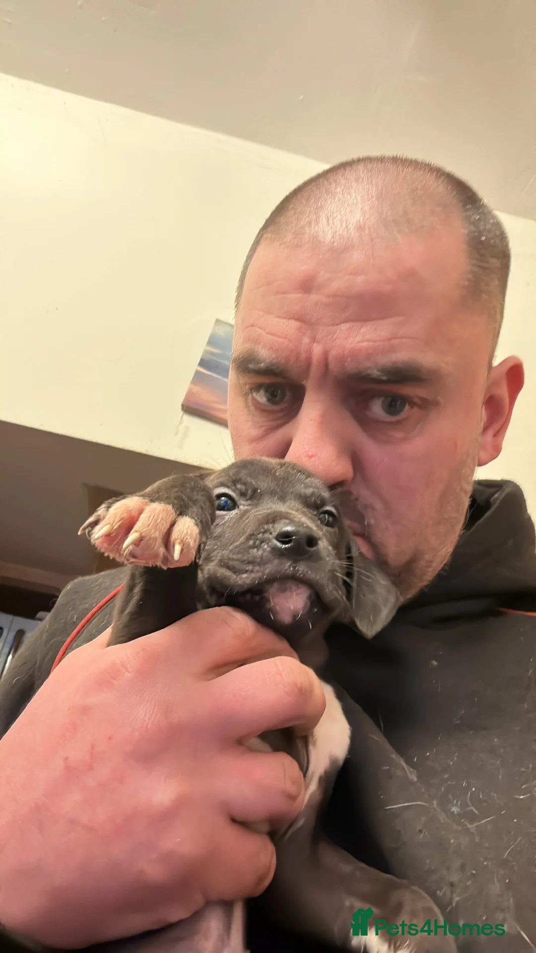 Staffordshire Bull Terrier dogs for sale: Puppies for sale - Advert 16