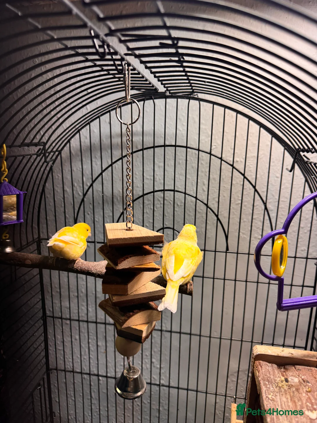 Canaries birds for sale: 2 Canaries and cage  - Advert 2