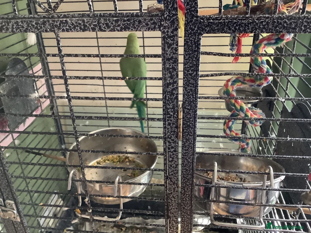 Ringnecks birds for sale: Two young ringnecks and large parrot cage - Advert 2