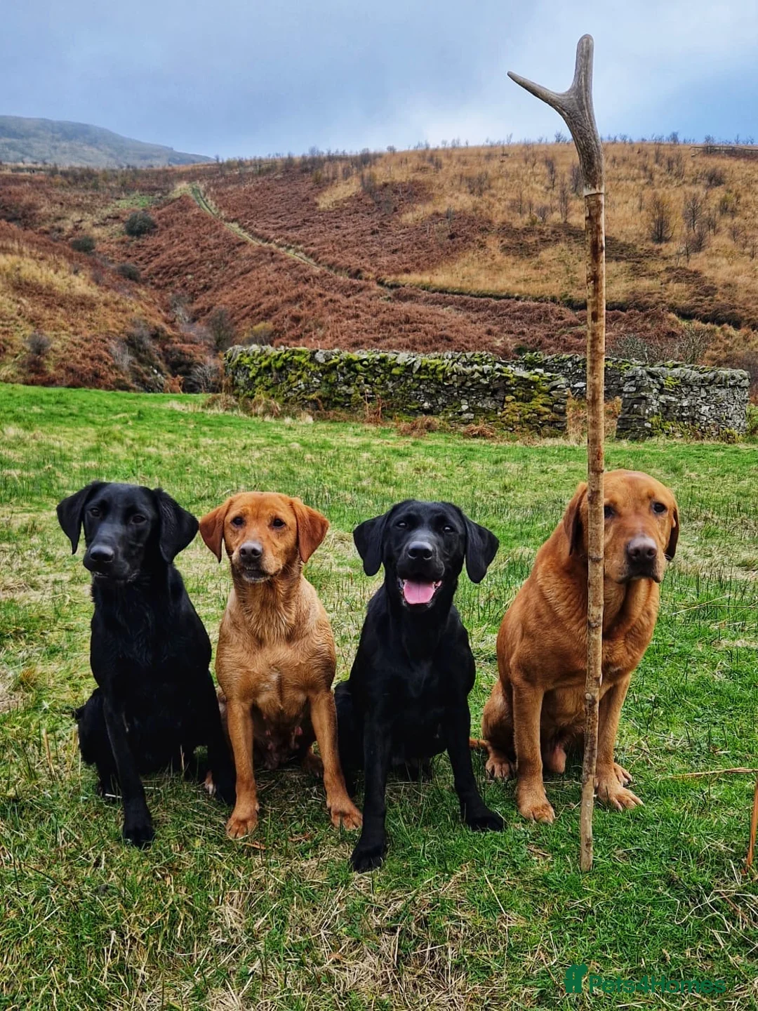 Labrador Retriever dogs for sale: KC black Labradors  - Advert 8