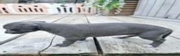 Whippet dogs for sale: Beautiful blue pedigree whippets  - Advert 9