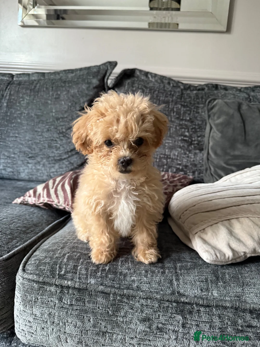 Maltipoo dogs for sale: Tiny toy Maltipoo boy  - Advert 1