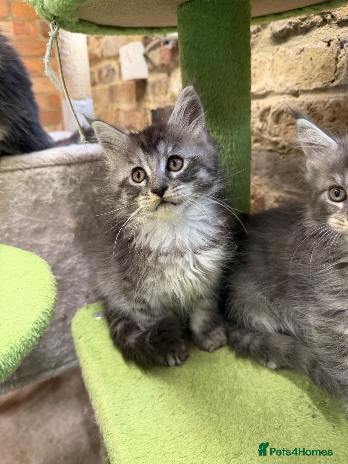 Maine Coon cats Stunning Mainecoon Kittens - Advert 1