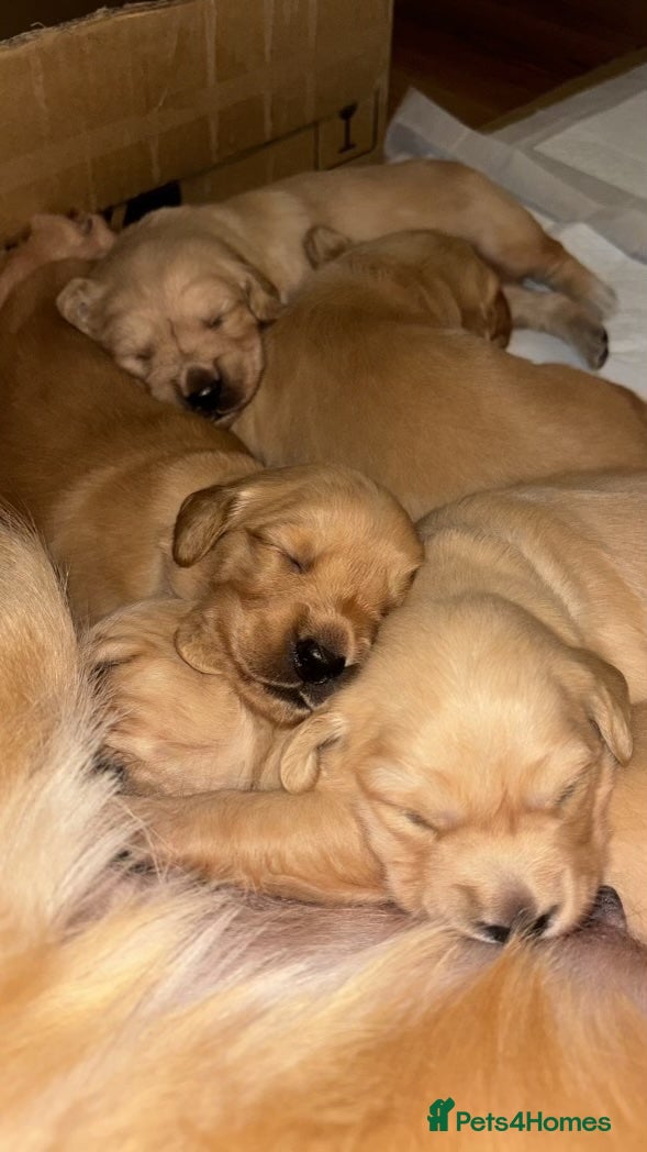 Golden Retriever dogs Golden Retriever Puppies  - Advert 9