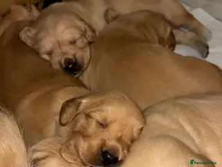 Golden Retriever dogs Golden Retriever Puppies - Advert 9