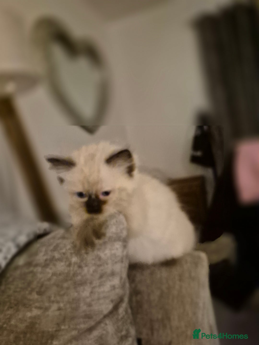 Ragdoll cats for sale: Pure Breed Ragdoll Kittens  - Advert 14