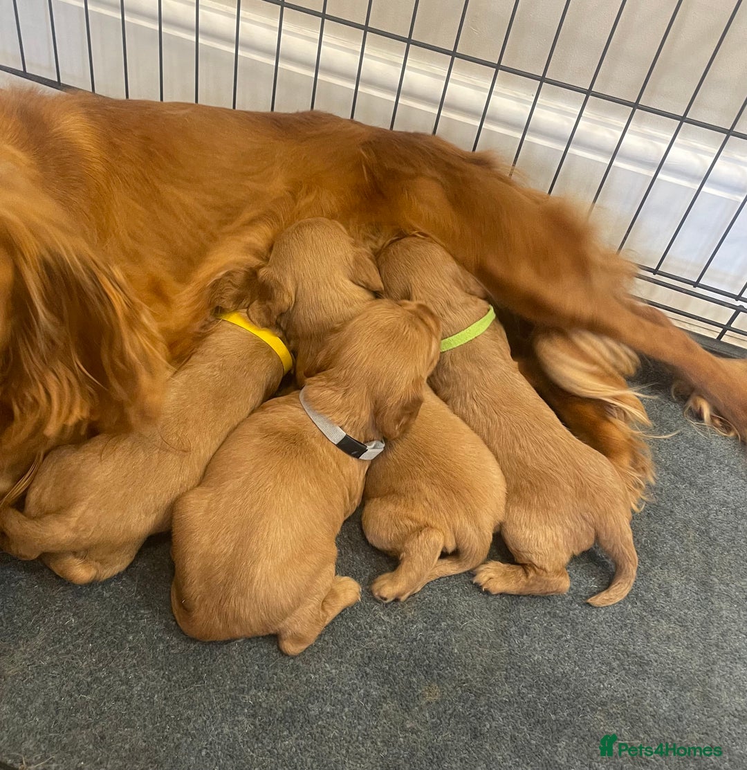 Cocker Spaniel dogs for sale: Cocker Spaniel puppies (ready 18/7/25) - Image 7