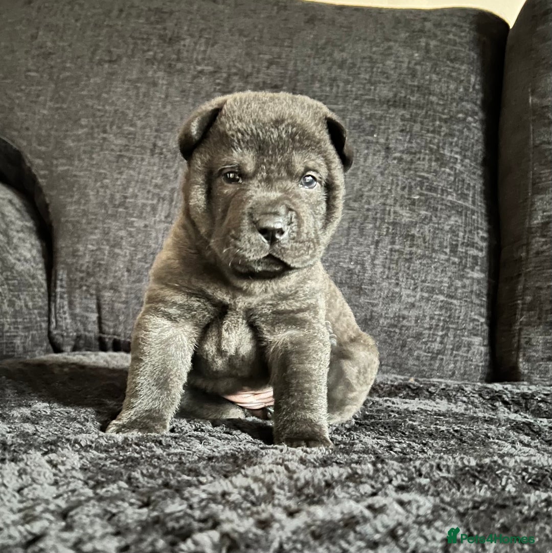 Mixed Breed dogs for sale: ChowPei Pups  - Advert 13