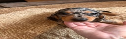Miniature Dachshund dogs for sale: Dachshund puppies boys and girls ready now - Advert 2