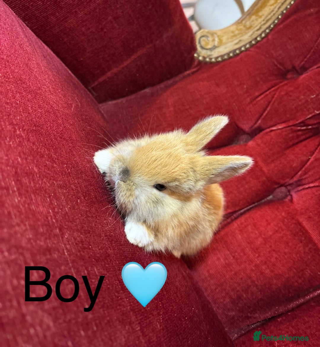 Mini Lop rabbits for sale: Full bred Mini lop babies  - Advert 1