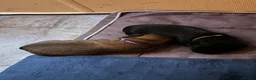 Chiweenie dogs for sale: 8 beautiful chiweenie‘s for sale - Advert 15