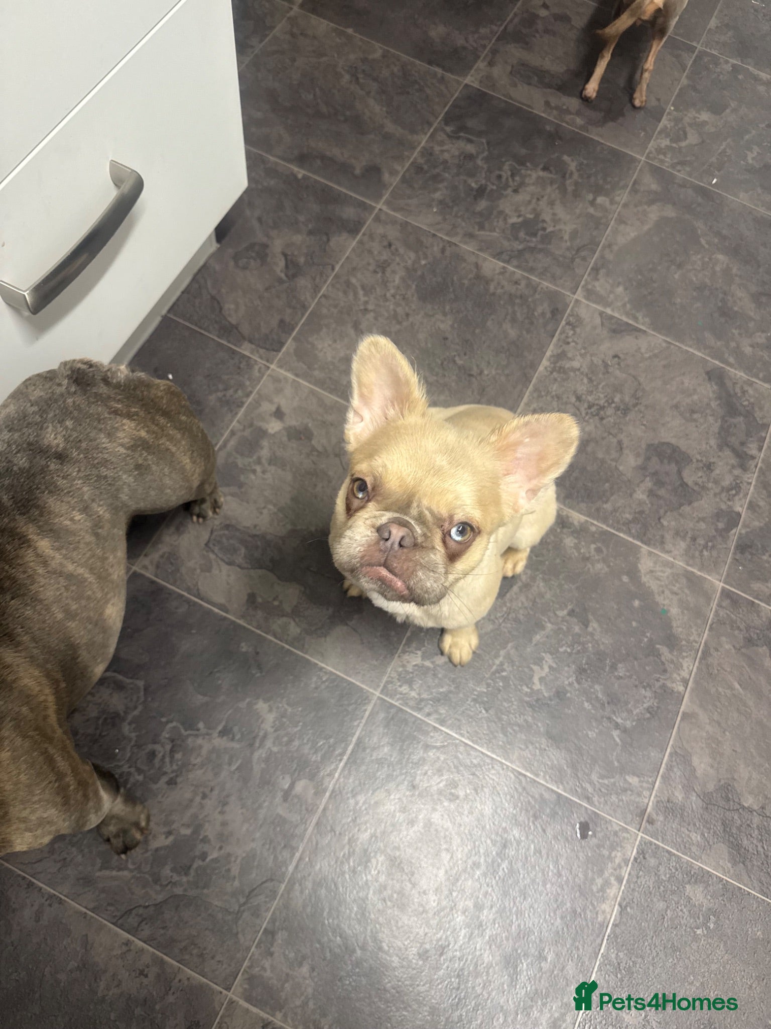 French Bulldog dogs Luna the beautiful little girl  - Advert 1