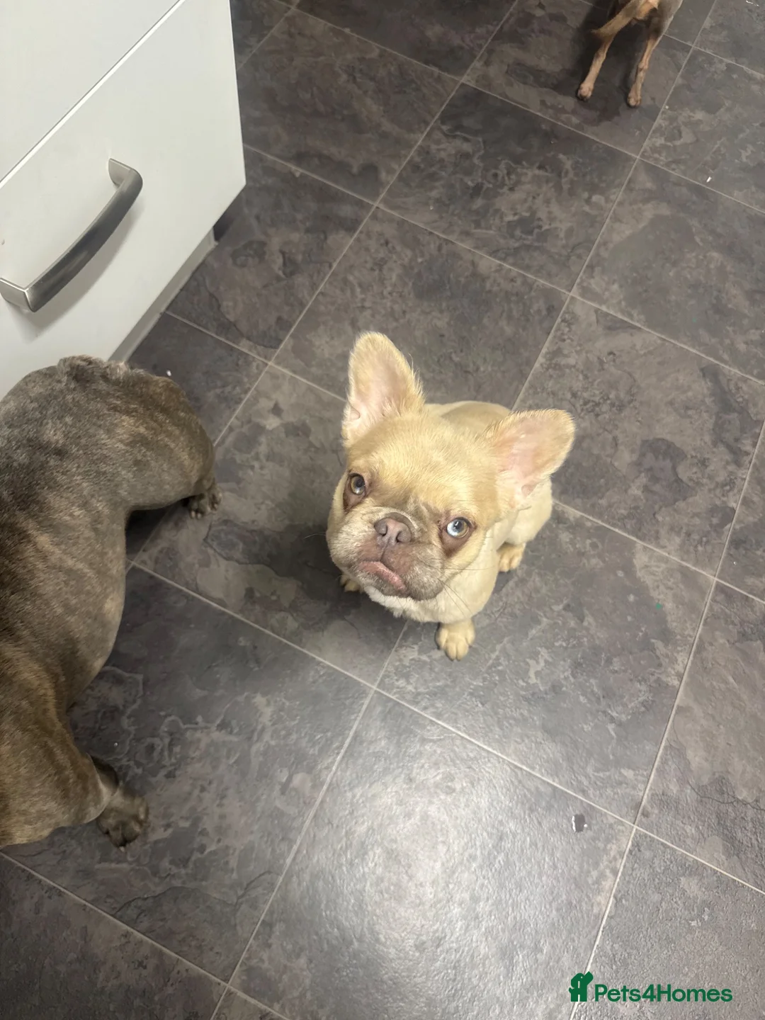 French Bulldog dogs for sale: Luna the beautiful little girl  in Pontefract - Advert 1