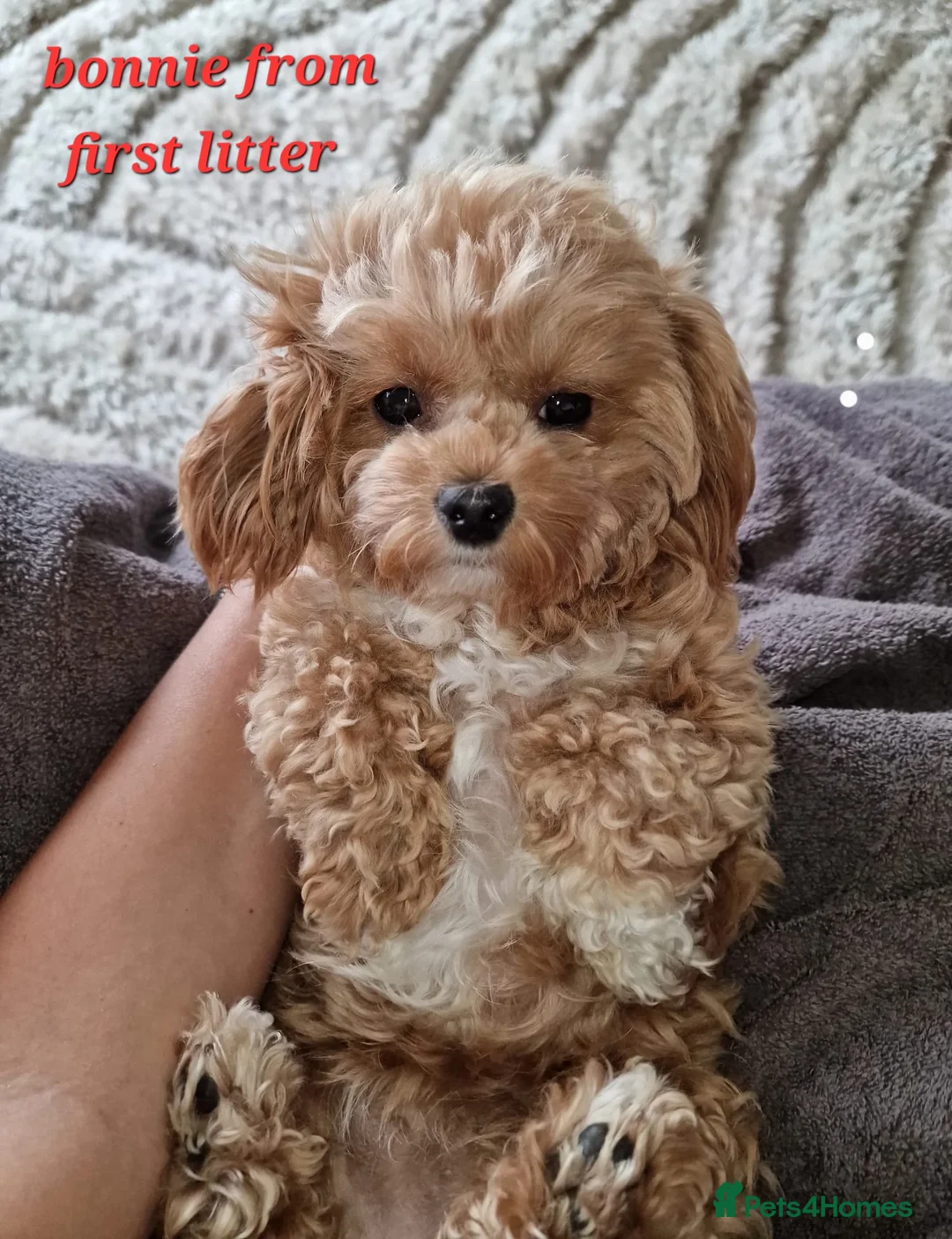 Maltipoo dogs for sale: Beautiful tiny Maltipoo puppies 🐶 - Advert 17
