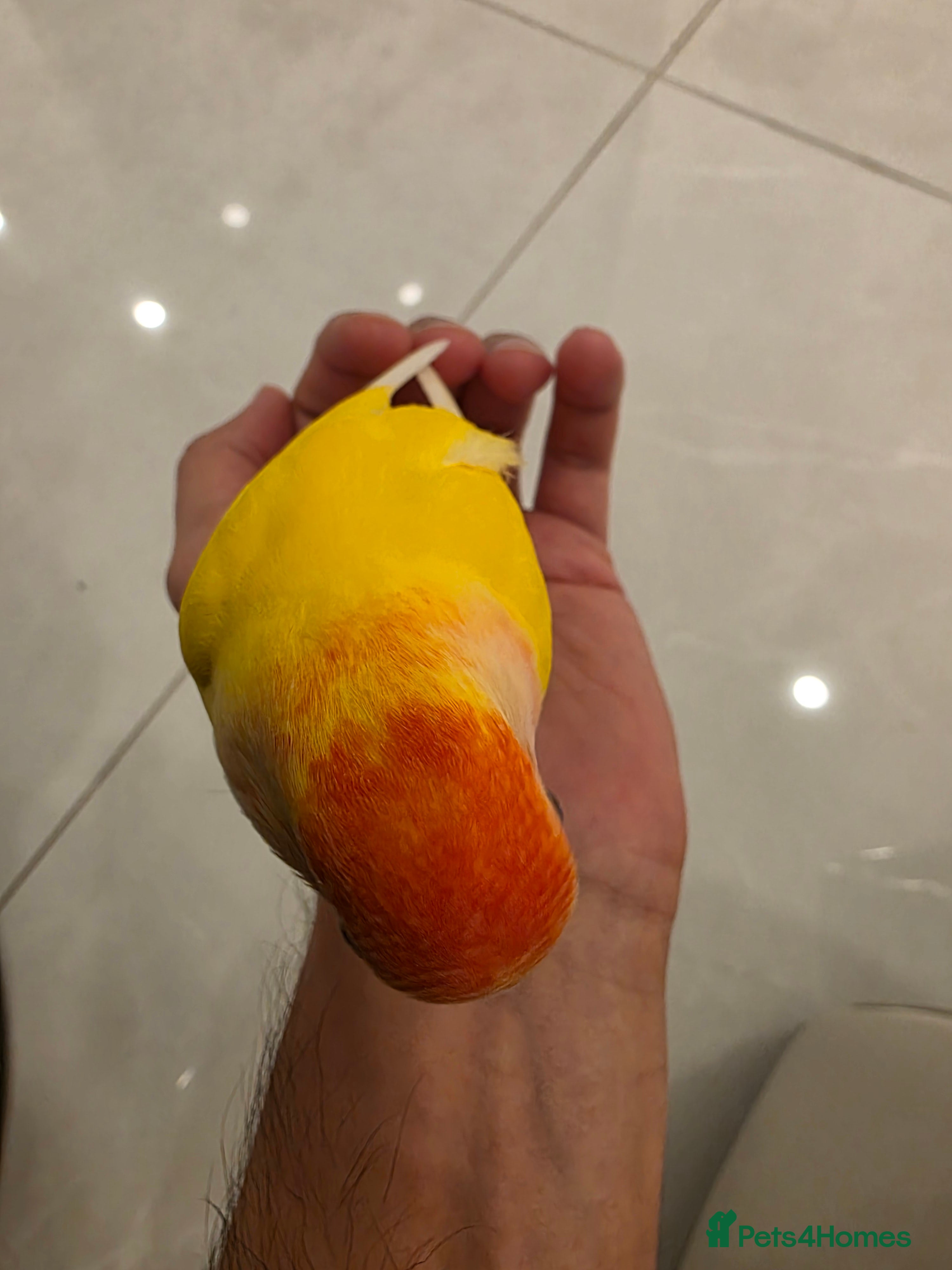 Lovebirds birds Super Tame, Hand-reared Baby Lovebirds - Advert 17