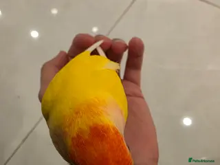 Lovebirds birds Super Tame, Hand-reared Baby Lovebirds - Advert 17