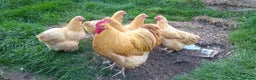 Chickens poultry for sale: Buff Orpington pullets for sale  - Advert 2