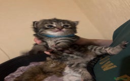 Mixed Breed cats for sale: 3 beautiful grey tabby kittens.  in Workington - Image 1