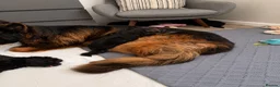 German Shepherd dogs for sale: Outstanding KC Registered German shepherd puppies - Advert 9