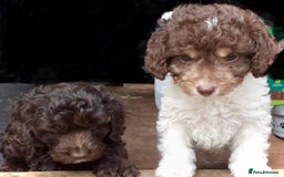 Cockapoo dogs for sale: 2 male cockapoo puppies  - Image 9