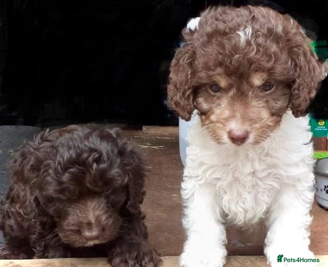 Cockapoo dogs for sale: 2 male cockapoo puppies  - Image 9