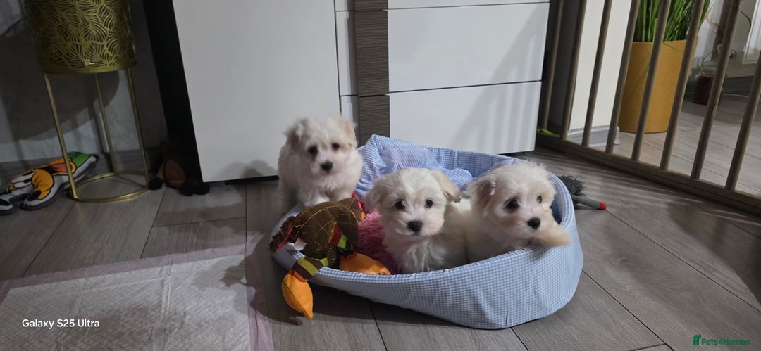 Maltese dogs for sale: Lovely Maltese Puppies - Image 2