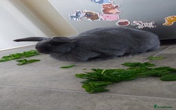 English rabbits for sale: Female and Male 4 Year Old Rabbits With Full Setup - Image 6
