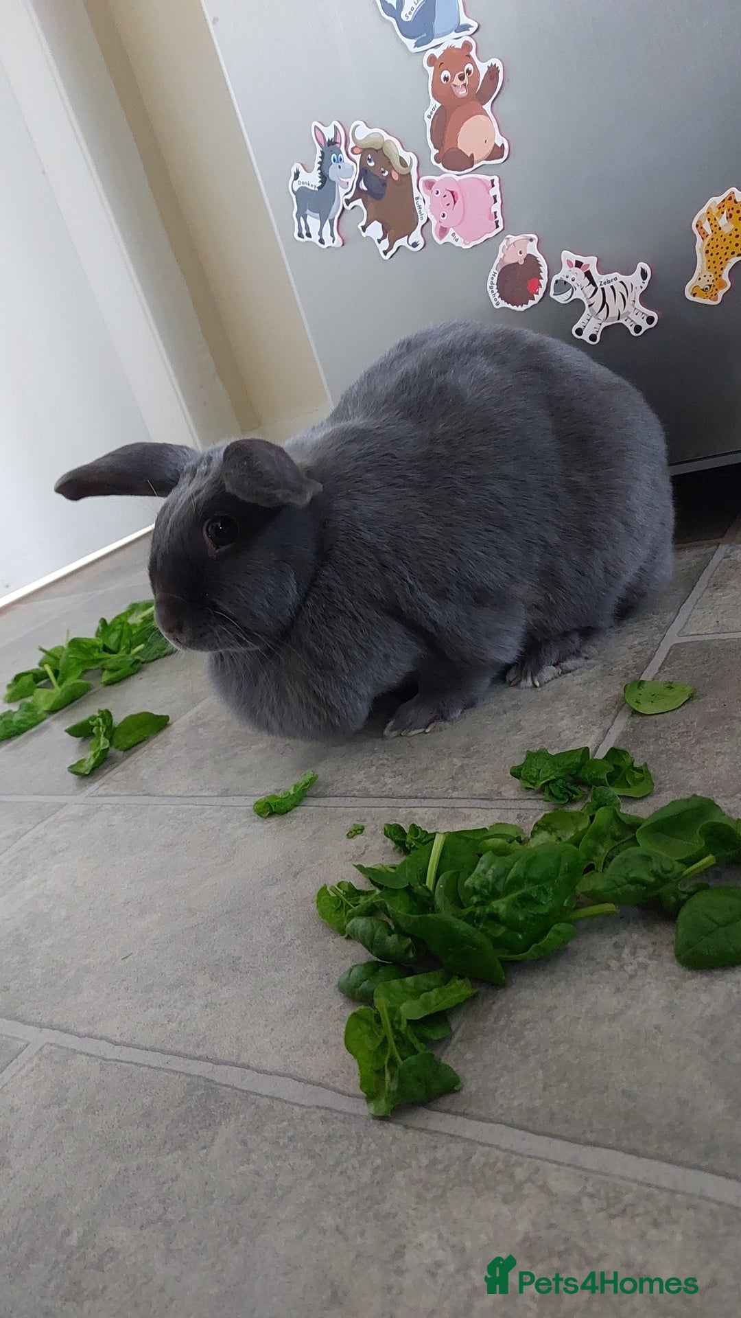 English rabbits for sale: Female and Male 4 Year Old Rabbits With Full Setup - Image 6