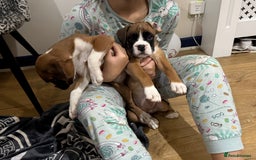 Boxer dogs for sale: Bouncy beautiful boxers  - Image 11