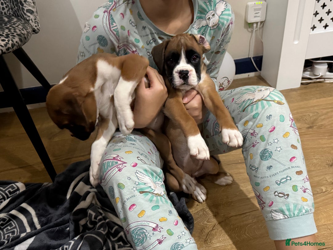 Boxer dogs for sale: Bouncy beautiful boxers  - Image 11