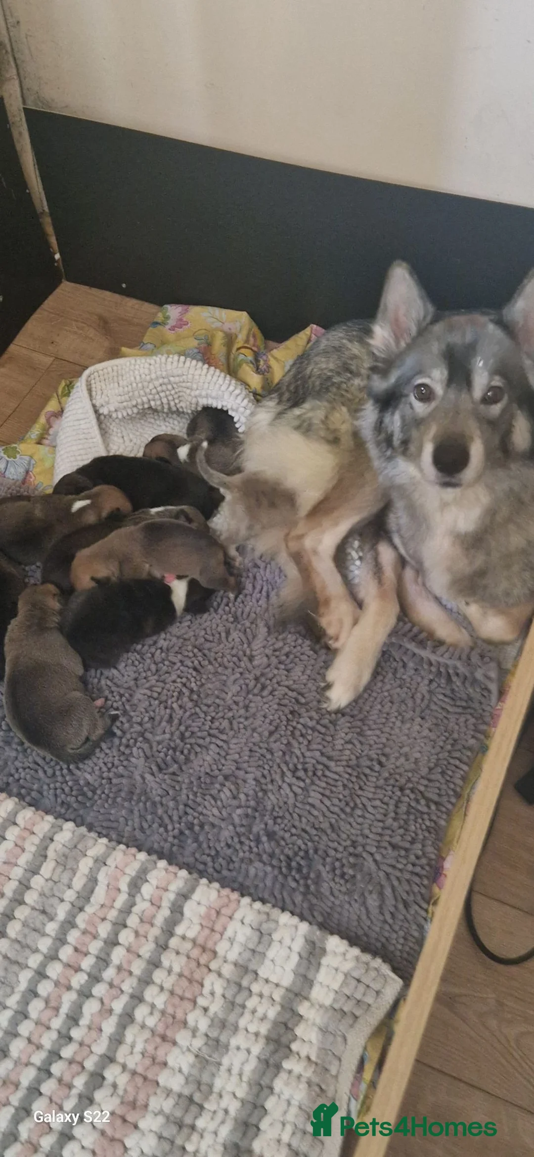 Mixed Breed dogs for sale: 2 beautiful happy boys need a new adventure - Advert 23