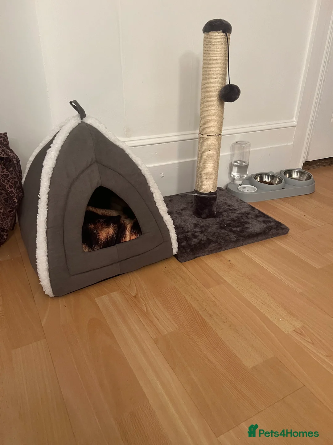 Bengal cats for sale: Pure Bengal - Home Raised - £1300 - Advert 4