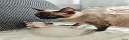 Siamese cats for sale: Siamese male and female kittens for sale ❤️ - Advert 3