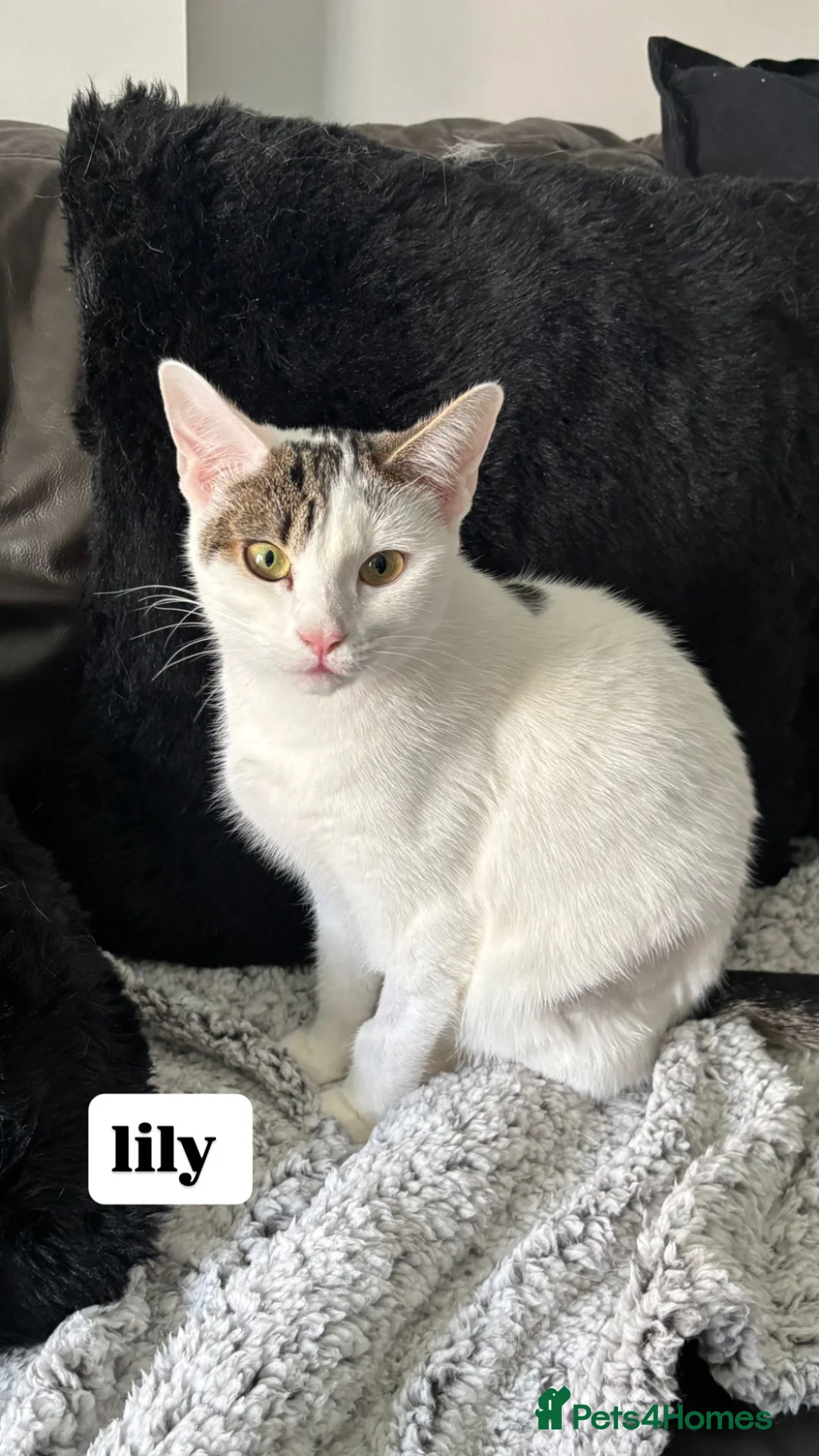 Domestic Shorthair cats for adoption: Loving Cats - Adopt Cats in Crisis East London - Advert 2