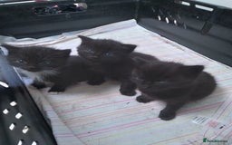 Mixed Breed cats for sale: Friendly kittens, well handled  - Image 1