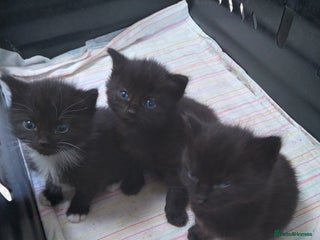 Mixed Breed cats for sale - Advert 1