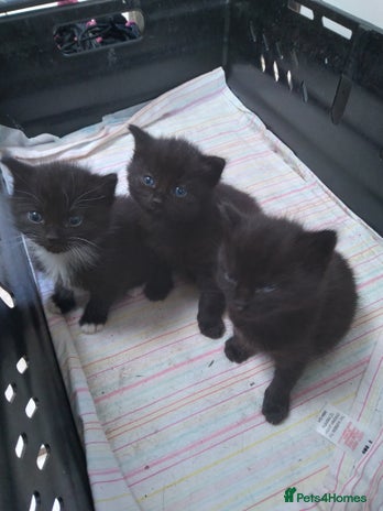 Mixed Breed cats - Advert 1