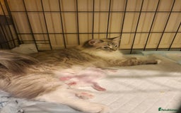 Ragdoll cats for sale: TICA seal lynx bicolour ragdoll kitten  - Image 13