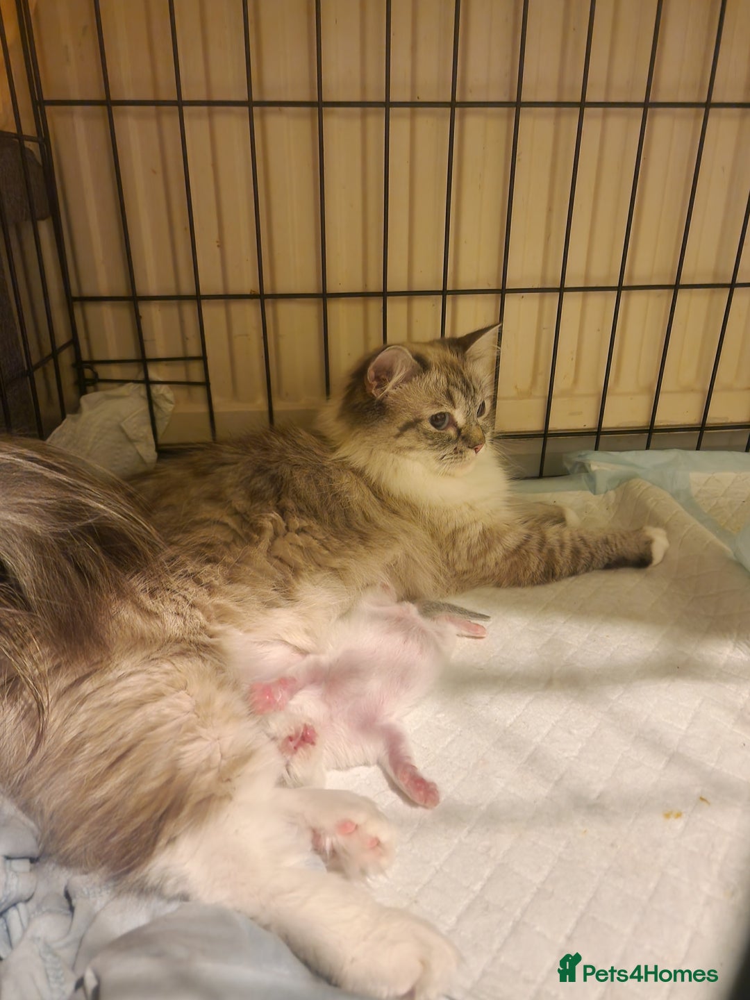 Ragdoll cats for sale: TICA seal lynx bicolour ragdoll kitten  - Image 13