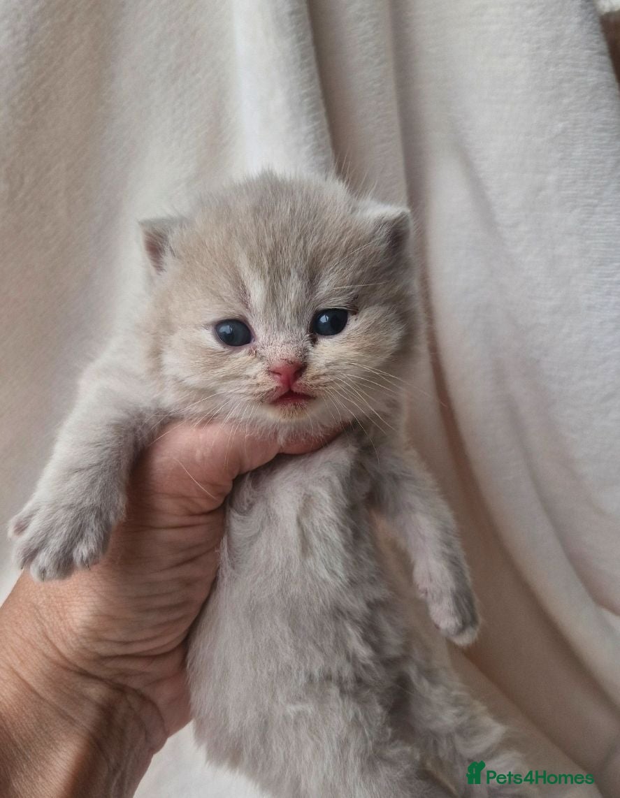 British Shorthair cats British shorthair kittens - Advert 1