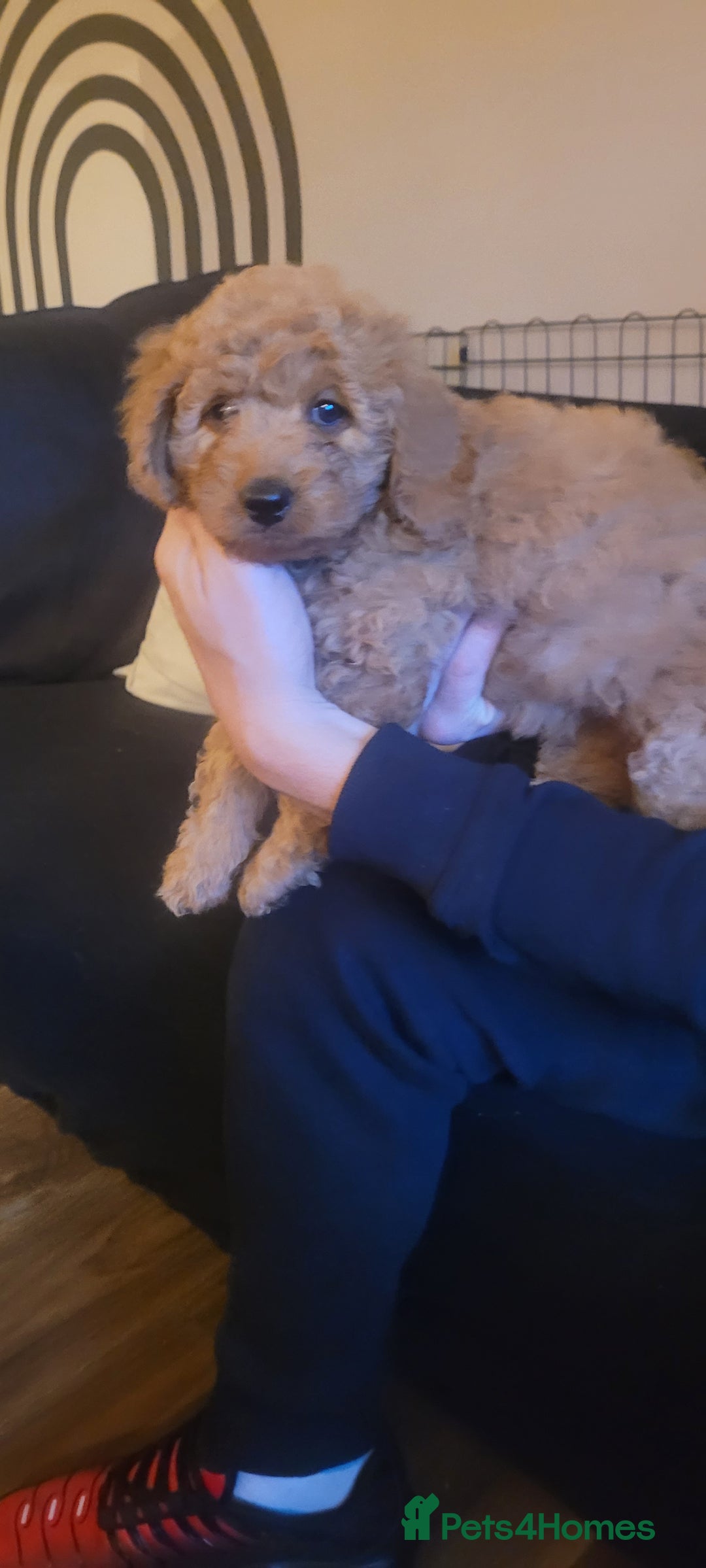 Goldendoodle dogs for sale: F1b goldendoodle pups  - Image 5