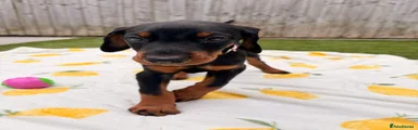 Dobermann Puppy 7