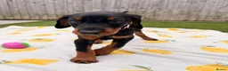 Dobermann dogs for sale: READY TO COLLET NOW | RKC DOBERMAN | CHAMPION LINE - Advert 27